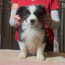 Boy 4 - Black male Border Collie puppy in Farmersville, Texas from Omegamtn Border Collies