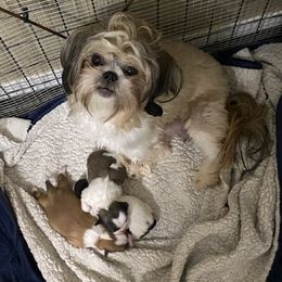 Honeybear - Shih Tzu