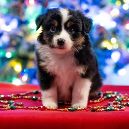 Elphaba - Black tri female Miniature American Shepherd puppy in Groesbeck, Texas from Epic Miniature American Shepherds