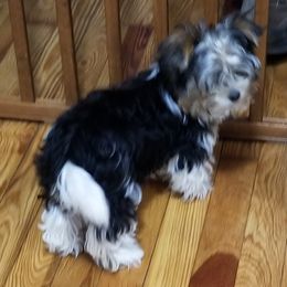 Biewer Terrier Puppies from Bonnie's Biewer Terriers