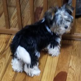 Biewer Terrier Puppies from Bonnie's Biewer Terriers