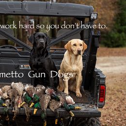 Labrador Retriever All Grown Up from Palmetto Gun Dogs