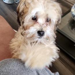Shorkie All Grown Up from Roover's Oklahoma Shorkies