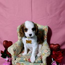 Sunny - Blenheim male Cavalier King Charles Spaniel puppy in Pennsylvania from Julie's Cavalier King Charles Spaniels