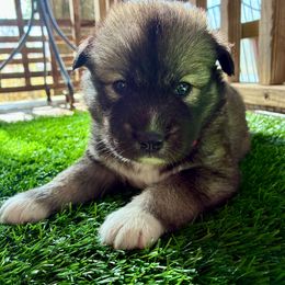 Luna - Agouti and white female Siberian Husky puppy in Walker, Louisiana from TRUHUSKY SIBERIANS