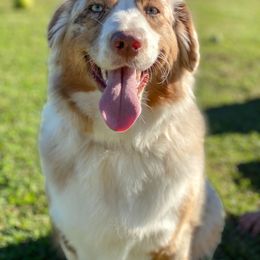 Australian Shepherd Puppies from Soggy Bottom Farms