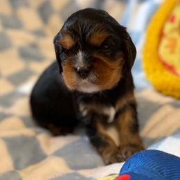 Boy 1 - Black and tan male Cavalier King Charles Spaniel puppy in Canyon Lake, Texas from Love Struck Cavaliers