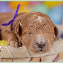 Blanche - Red  female Goldendoodle puppy in Connersville, Indiana from Deaz Doodle Ranch