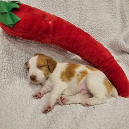 Boy 2 - White and orange male Brittany puppy in Houston, Texas from Free Range Bird Dogs