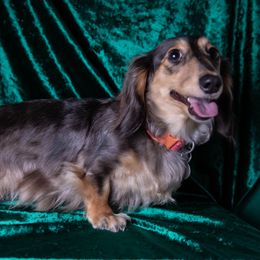Wison's Josie - Dachshund