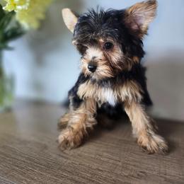 Tribilin - Black and tan male Yorkshire Terrier puppy in Hialeah, Florida from Jolie glz
