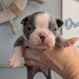 Blue brindle 7 - Blue male Boston Terrier puppy in Oak Hills, California from All American Boston Terriers