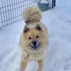 Freddy - Eurasier
