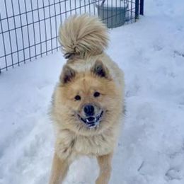 Freddy - Eurasier