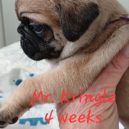Kringle - Fawn male Pug puppy in Concho Valley, Arizona from Agape Pugs