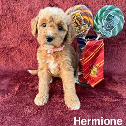 Hermione - Red  female Goldendoodle puppy in Conroe, Texas from Tails of Cypress