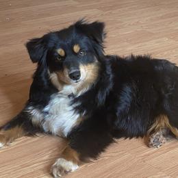 Paisley  - Miniature Australian Shepherd