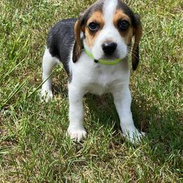 Girl 3 Green - Black and white female Beagle puppy in Crestview, Florida from Alicia's Beagles