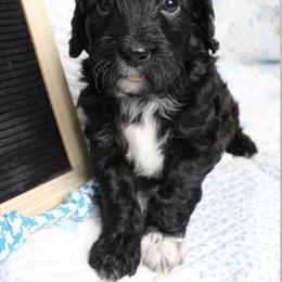 Cockapoo Puppies from Darling Doodles