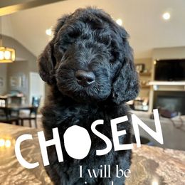 Bagheera - male Newfypoo puppy in Jackson, Missouri from Two Sisters Ranch, LLC