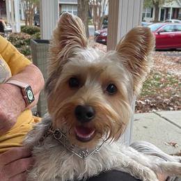 Yorkshire Terrier All Grown Up from Jeanie Broyles