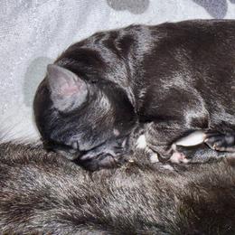 German Shepherd Puppies from Vom Broward Haus