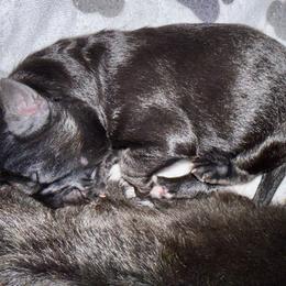 German Shepherd Puppies from Vom Broward Haus