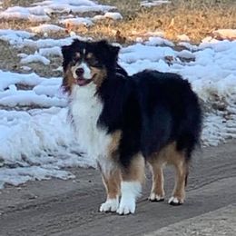 Ryder - Miniature Australian Shepherd