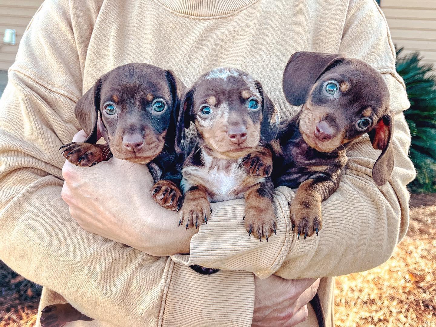 Cotton Hill Dachshunds in Dachshund puppies Good Dog