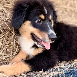 Dark pink - Black tri female Miniature Australian Shepherd puppy in 32046, Florida from River Hill Ranch
