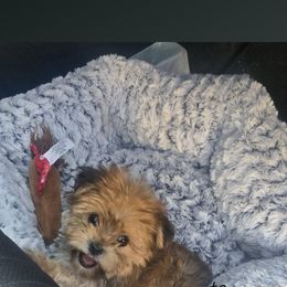 Biewer Terrier, Yorkipoo, and Yorkshire Terrier Puppies from Tiny Paws Luxury Pets