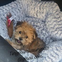 Biewer Terrier, Yorkipoo, and Yorkshire Terrier Puppies from Tiny Paws Luxury Pets
