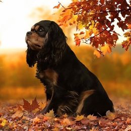 Champ - Cavalier King Charles Spaniel