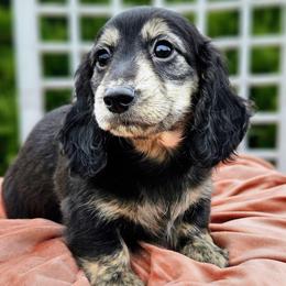 Zen - Black and cream female Dachshund puppy in Grants Pass, Oregon from Treasure Dachshunds
