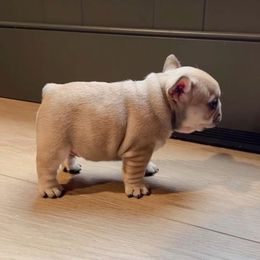 French Bulldog Puppies from The Midwest Frenchies