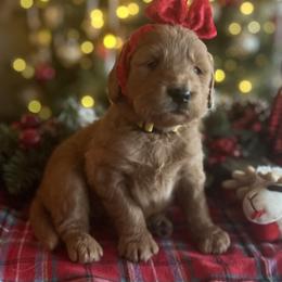 Vixen - Chocolate female Goldendoodle puppy in The Woodlands, Texas from Gracie's Goldendoodles and Bernedoodles