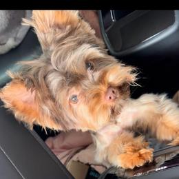 Zay - Chocolate and tan male Yorkshire Terrier puppy in North Chesterfield, Virginia from YorkieLover