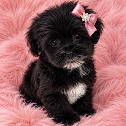 Mika - Black and tan female Yorkipoo puppy in Lebanon, Kentucky from Mosaic Merle Doodles