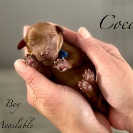 Coconut - Red male Cavapoo puppy in Spokane, Washington from Treasured Cavaliers of the Pacific Northwest