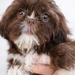 Drake - Liver and white male Shih Tzu puppy in Tallahassee, Florida from Bows and Bow Ties