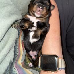 Maple - Black tri female Miniature American Shepherd puppy in Minden, Louisiana from Ironwood Creek