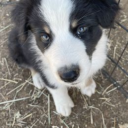 Australian Shepherd Puppies from Rolling Bend Aussies