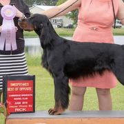 Gordon Setters from HollyGrove DreamChasers
