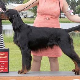 Gordon Setters from HollyGrove DreamChasers