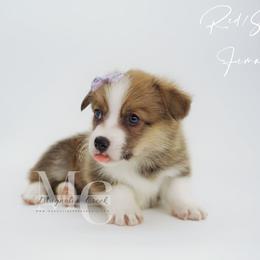 Harmony (RedSable Female 1) - Sable female Pembroke Welsh Corgi puppy in Straughn, Alabama from Magnolia Creek Corgis