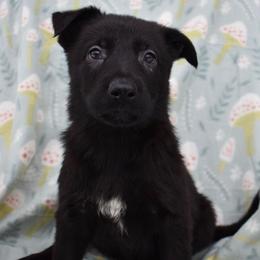 Black Girl - Black female German Shepherd puppy in Grants Pass, Oregon from Granville German Shepherds