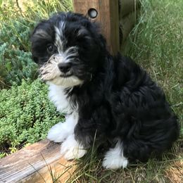 Havanese Puppies from Selah Havanese