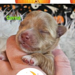 Gema - Gold female Yorkshire Terrier puppy in Moses Lake, Washington from Harmony Hills Yorkies