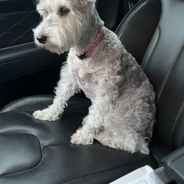Abby - Miniature Schnauzer