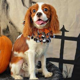 Cavalier King Charles Spaniel All Grown Up from Phoenix Cavaliers - Cavalier King Charles Spaniels